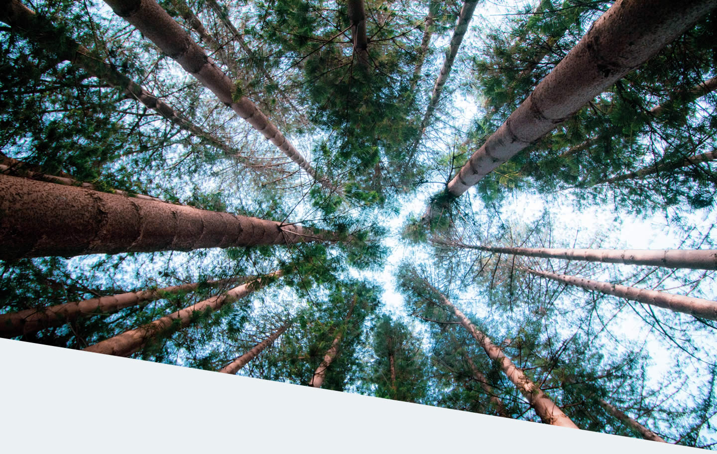 Wald Wald